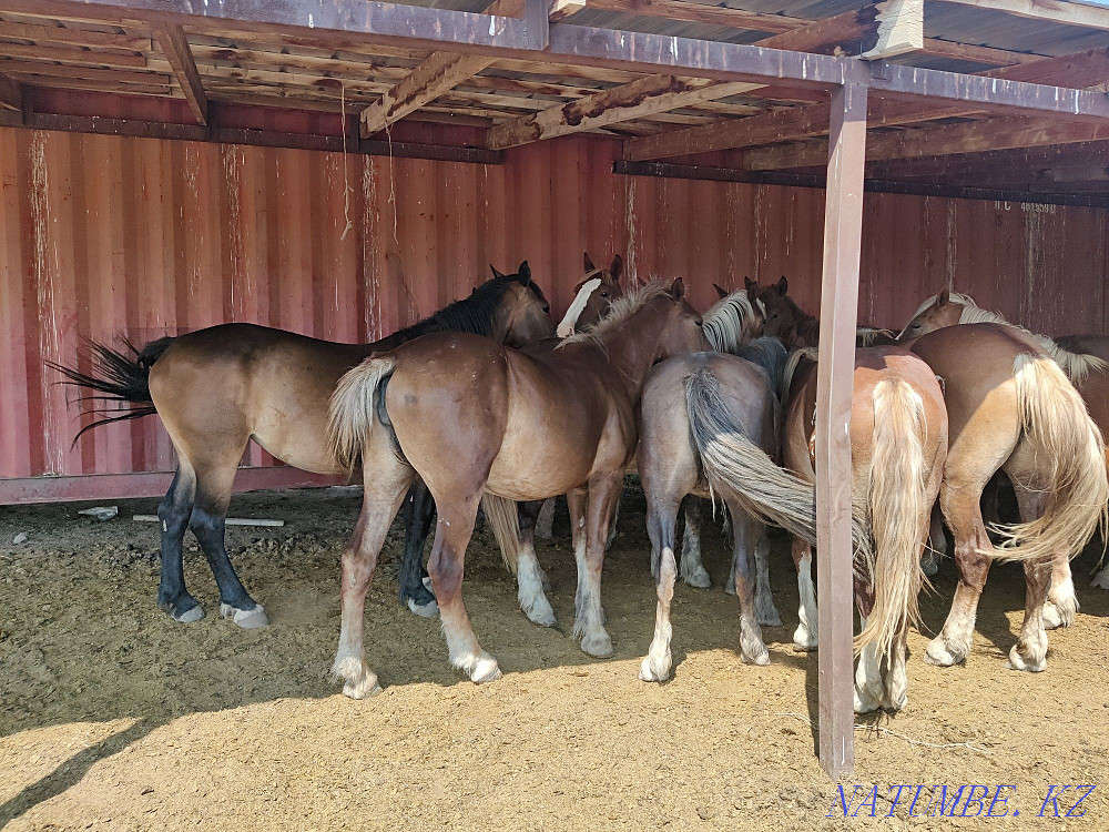 Лошади, жыл?ы, бие, байтал, тяжеловозы Алматы - изображение 6