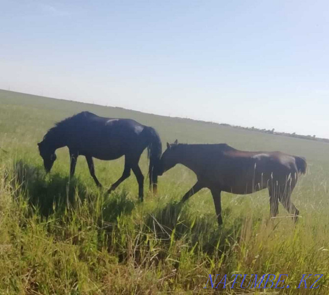 well-fed horses for sale Kostanay - photo 2