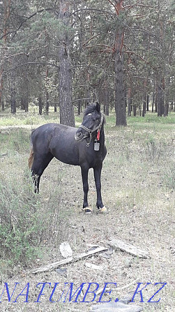 2 year old horse for sale  - photo 1