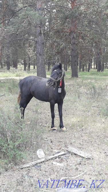 Продам лошадь 2 года  - изображение 1