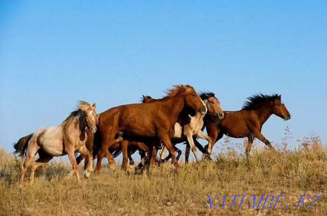 Продам лошадей, лошадь,лошади Кокшетау - изображение 1