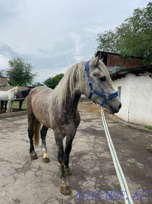 horses for sale Qaskeleng - photo 1