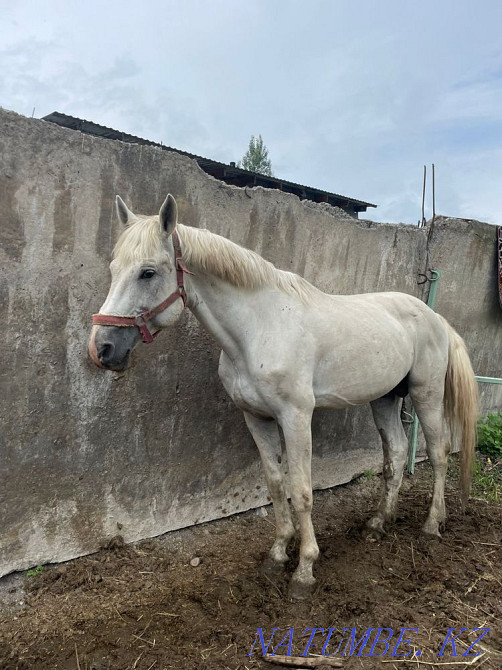 horses for sale Qaskeleng - photo 5