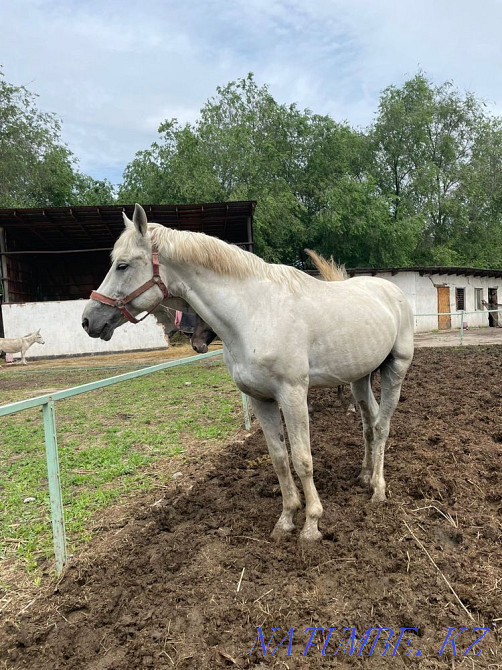 horses for sale Qaskeleng - photo 4