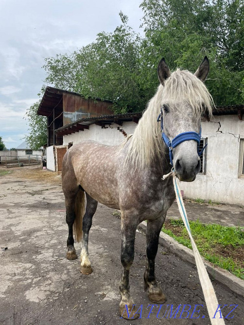 horses for sale Qaskeleng - photo 3