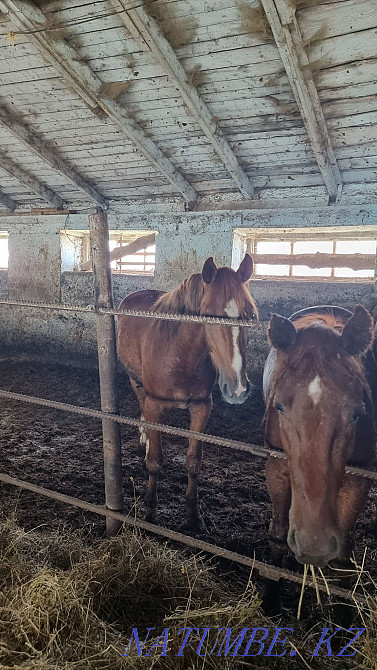 Лошади на откорме  - изображение 4