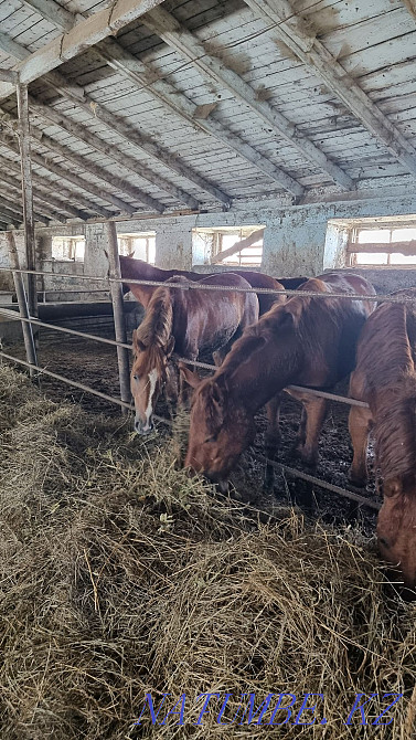 Лошади на откорме  - изображение 2