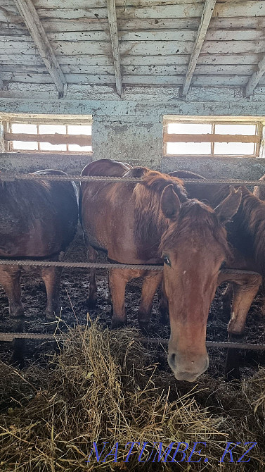 Лошади на откорме  - изображение 5