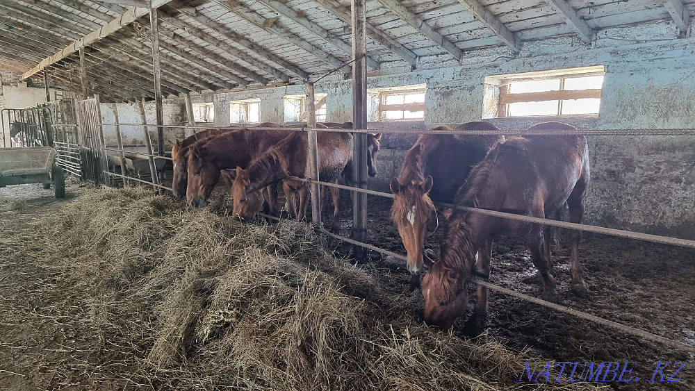 Лошади на откорме  - изображение 1