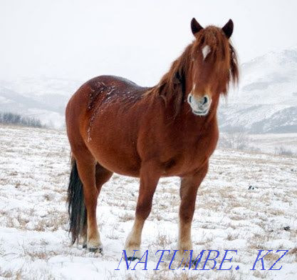 Лошади на откорме Костанай - изображение 1