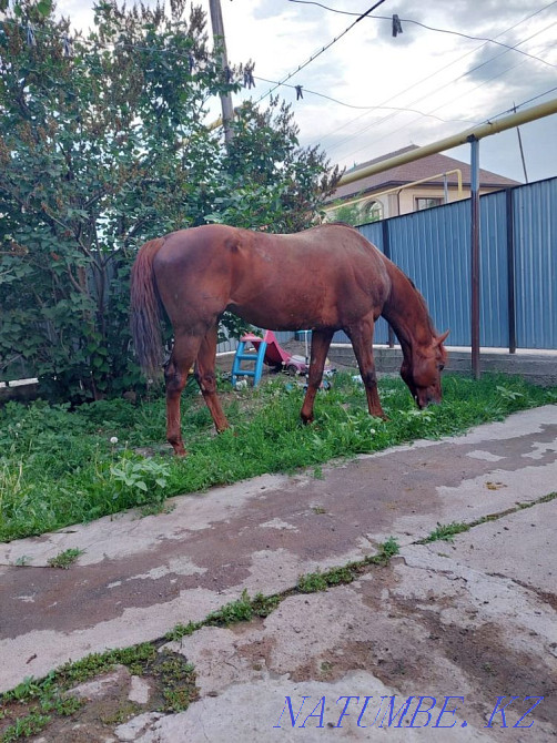 Лошадь Жеребец Производитель Абай - изображение 3