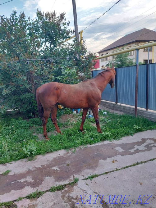 Лошадь Жеребец Производитель Абай - изображение 2
