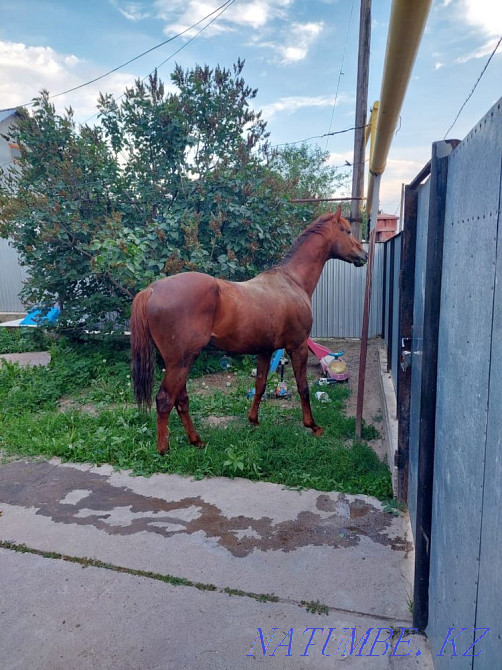 Лошадь Жеребец Производитель Абай - изображение 1