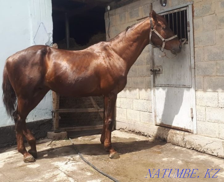 Лошадь Жеребец Производитель Абай - изображение 4