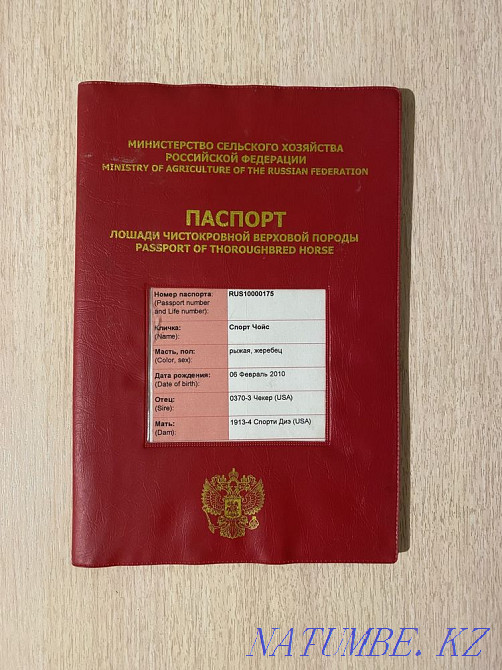 Лошадь Жеребец Производитель Абай - изображение 5