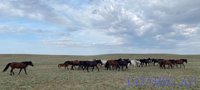 I will sell horses, zhyl? s, bie, baital, tai, ay? yr, ?? lyndy bie, ?? nan. Almaty - photo 5
