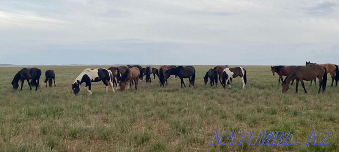 I will sell horses, zhyl? s, bie, baital, tai, ay? yr, ?? lyndy bie, ?? nan. Almaty - photo 1