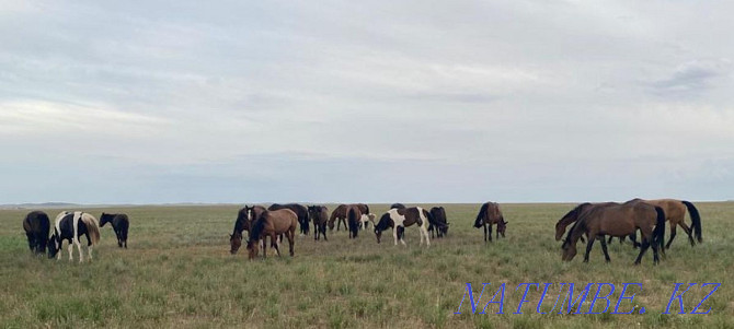 I will sell horses, zhyl? s, bie, baital, tai, ay? yr, ?? lyndy bie, ?? nan. Almaty - photo 3