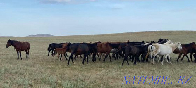 I will sell horses, zhyl? s, bie, baital, tai, ay? yr, ?? lyndy bie, ?? nan. Almaty - photo 4