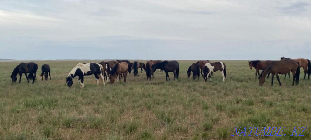 I will sell horses, zhyl? s, bie, baital, tai, ay? yr, ?? lyndy bie, ?? nan. Almaty - photo 1