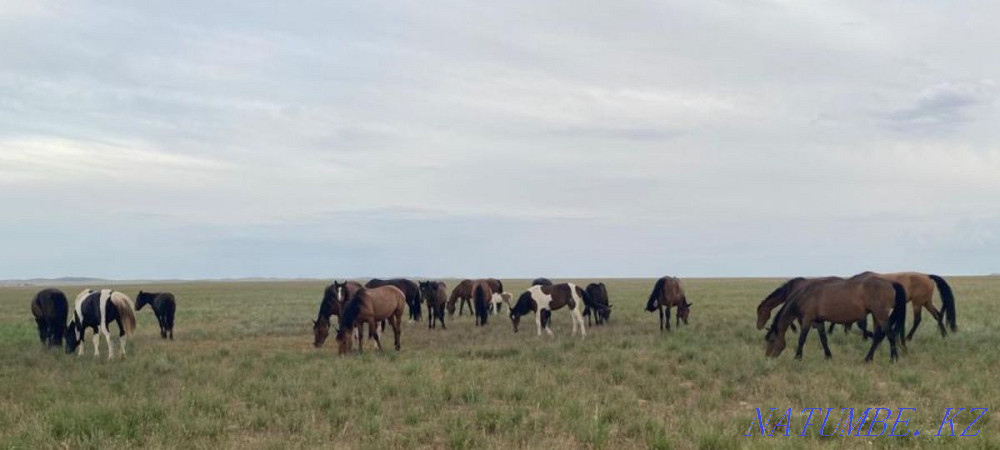 I will sell horses, zhyl? s, bie, baital, tai, ay? yr, ?? lyndy bie, ?? nan. Almaty - photo 3