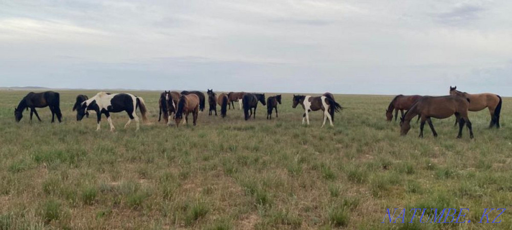 I will sell horses, zhyl? s, bie, baital, tai, ay? yr, ?? lyndy bie, ?? nan. Almaty - photo 2