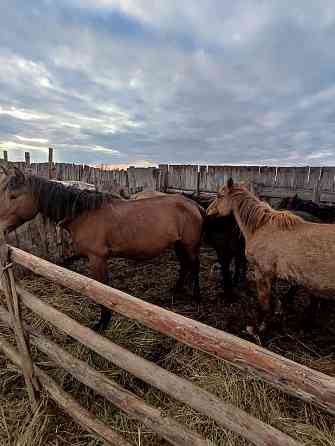 Продаются лошади. Pavlodar
