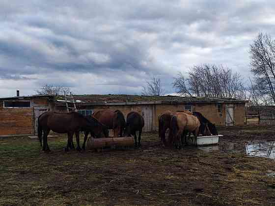 Продаются лошади. Pavlodar