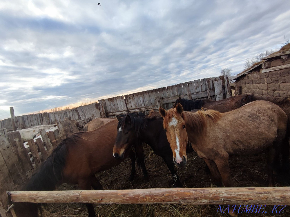 Horses for sale. Pavlodar - photo 6