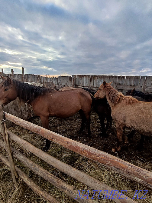 Horses for sale. Pavlodar - photo 4