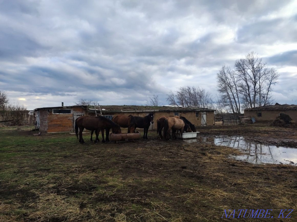 Horses for sale. Pavlodar - photo 8