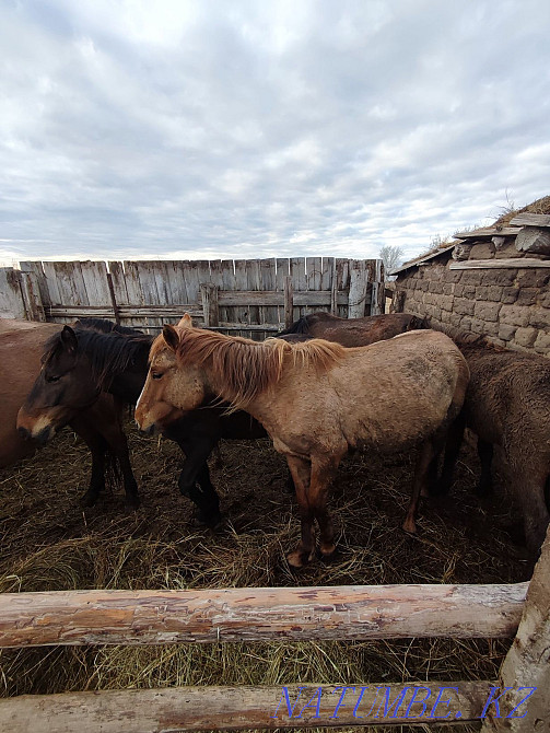 Horses for sale. Pavlodar - photo 1