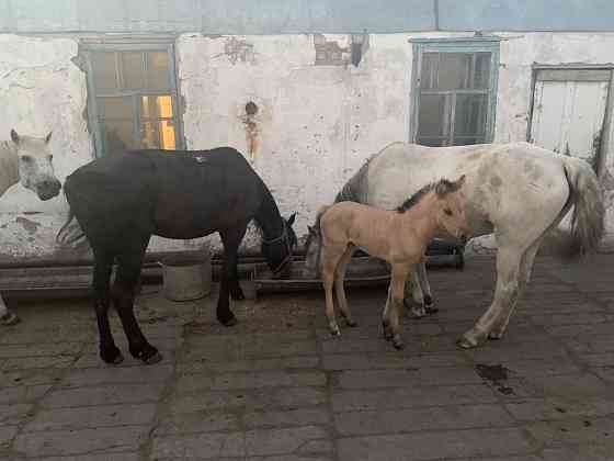 Лошади Karagandy