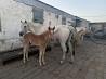 Лошади Karagandy