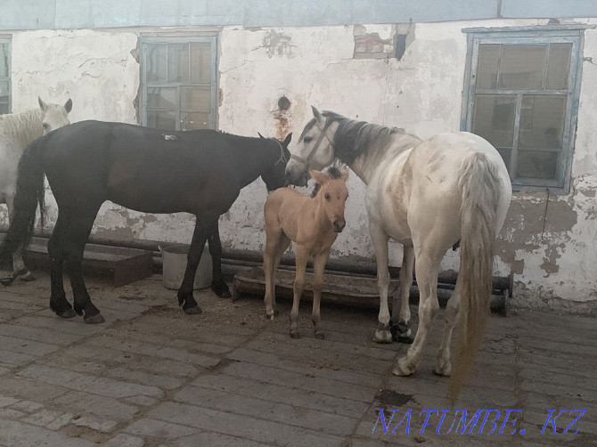 Horses Karagandy - photo 2