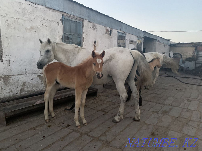 Horses Karagandy - photo 1