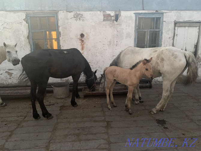 Horses Karagandy - photo 3