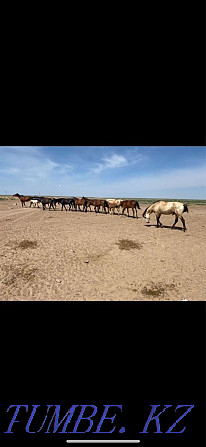 Horses, horses Узынагаш - photo 1