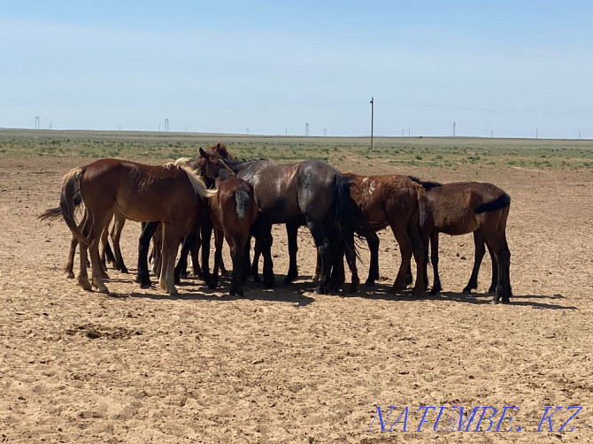 Horses, horses Узынагаш - photo 3