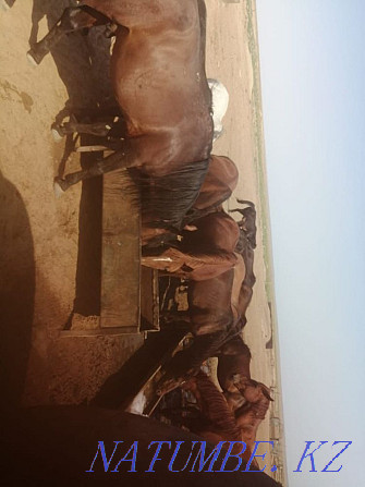 Лошади, лошадки Узынагаш - изображение 5