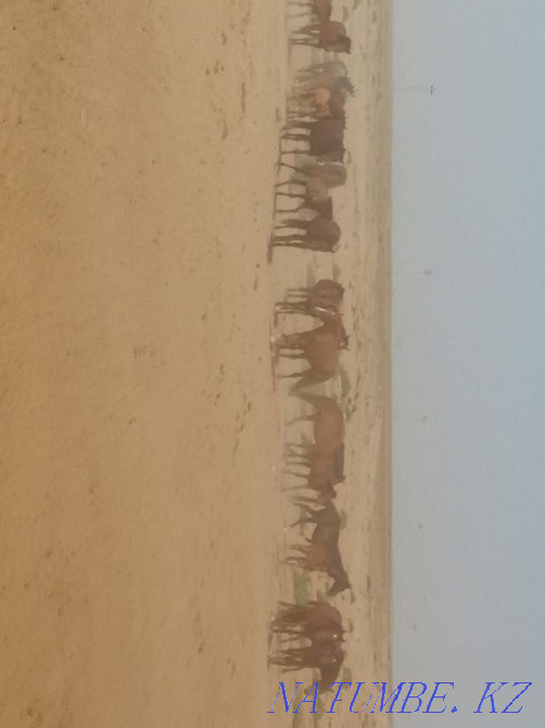 Лошади, лошадки Узынагаш - изображение 4