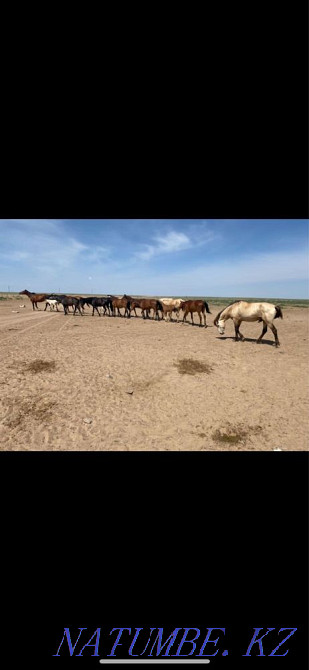 Лошади, лошадки Узынагаш - изображение 1