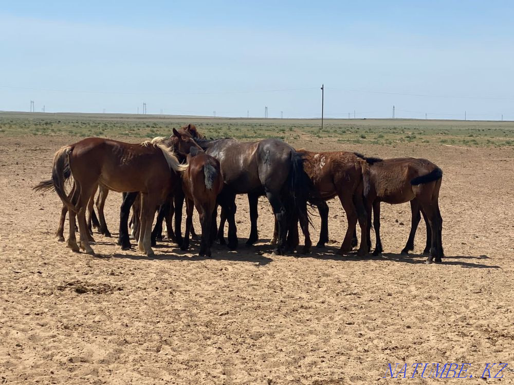 Лошади, лошадки Узынагаш - изображение 3