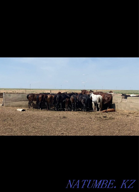 Лошади, лошадки Узынагаш - изображение 2