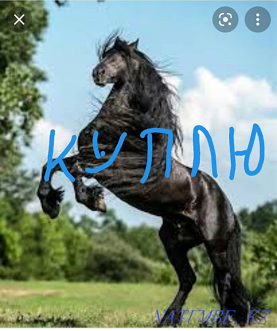 жеребята, тай, лошади Костанай - изображение 1