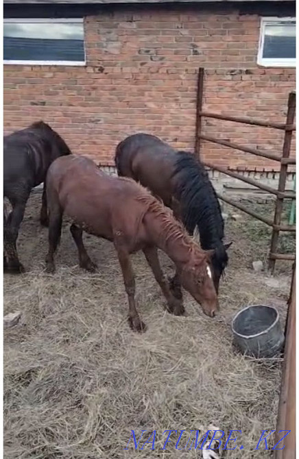 Жирные лошади ! Пол года уже на откорме ! Костанай - изображение 1
