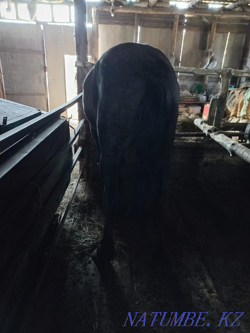 Лошади откормленные Петропавловск - изображение 1