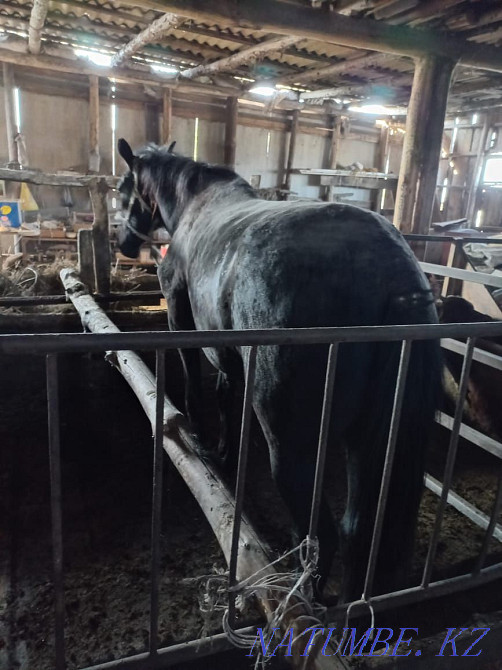 Лошади откормленные Петропавловск - изображение 2
