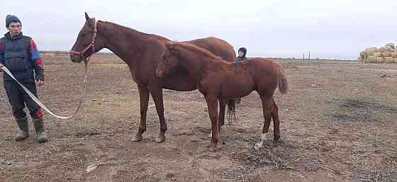 Верховая Племенная лошадь Костанайской породы Astana