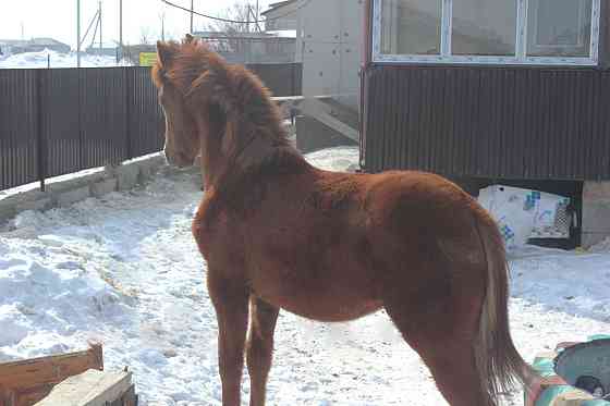 Верховая Племенная лошадь Костанайской породы Астана